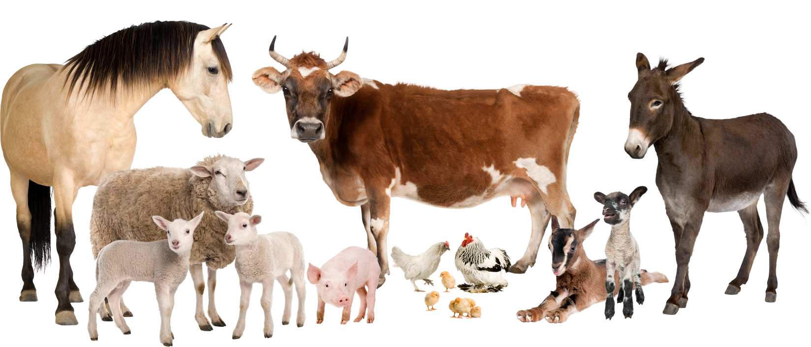Group of Farm Animals : Cow, Sheep, Horse, Donkey, Chicken, Lamb